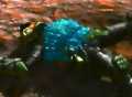 constrictor blast